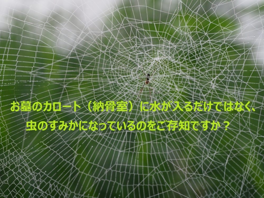 お墓のカロート(納骨室)に水が入るだけではなく、虫のすみかになっているのをご存知ですか?