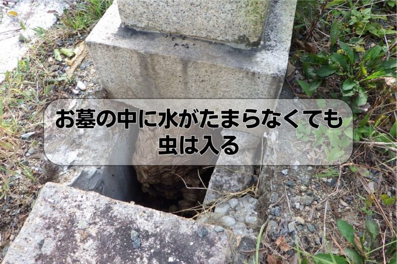 お墓の中に水がたまらなくても虫は入る