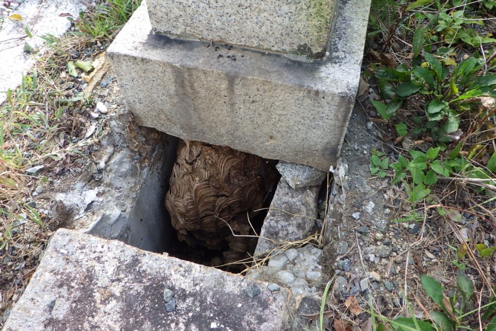 お墓のカロート内に作ったスズメバチの巣